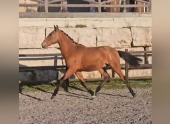 Lusitano, Stallion, 3 years, 15,1 hh, Bay