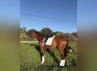 Lusitano, Stallion, 3 years, 15,2 hh, Bay-Dark