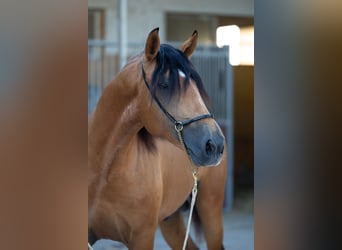 Lusitano, Stallion, 3 years, 15,2 hh, Buckskin