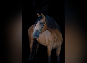 Lusitano, Stallion, 3 years, 15,2 hh, Buckskin