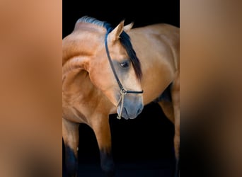 Lusitano, Stallion, 3 years, 15,2 hh, Buckskin