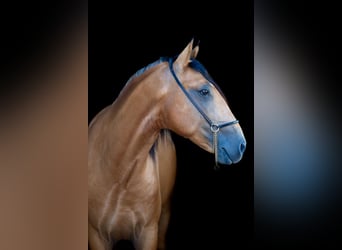 Lusitano, Stallion, 3 years, 15,2 hh, Buckskin