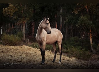 Lusitano, Stallion, 3 years, 15,2 hh, Buckskin