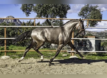 Lusitano, Stallion, 3 years, 15,2 hh, Grullo