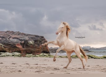 Lusitano, Stallion, 3 years, 15,2 hh, Perlino