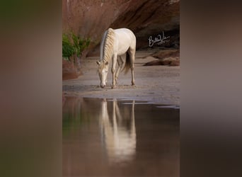 Lusitano, Stallion, 3 years, 15,2 hh, Perlino