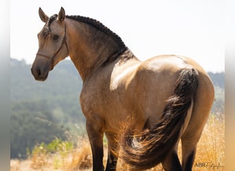 Lusitano, Stallion, 3 years, 15,3 hh, Buckskin