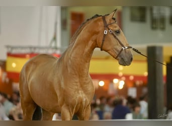 Lusitano, Stallion, 3 years, 15,3 hh, Dun