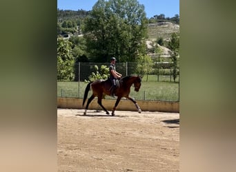 Lusitano, Stallion, 3 years, 16.1 hh, Brown