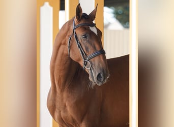 Lusitano, Stallion, 3 years, 16,1 hh, Brown