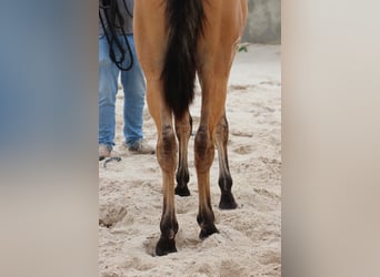 Lusitano, Stallion, 3 years, 16,1 hh, Dun