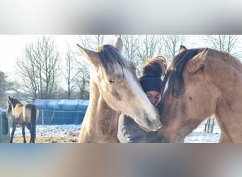 Lusitano, Stallion, 3 years, 16.1 hh, Grey