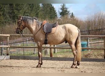 Lusitano, Stallion, 3 years, 16.1 hh, Grey