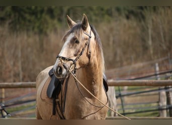 Lusitano, Stallion, 3 years, 16.1 hh, Grey
