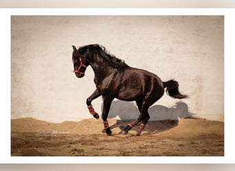Lusitano Mix, Stallion, 3 years, 16.2 hh, Black
