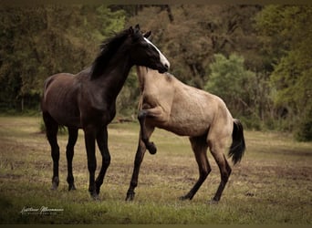 Lusitano Mix, Stallion, 3 years, 16.2 hh, Black