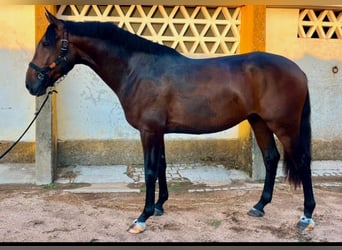 Lusitano, Stallion, 3 years, 16.2 hh, Brown