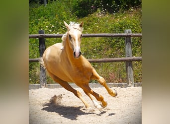Lusitano, Stallion, 3 years, 16.2 hh, Palomino