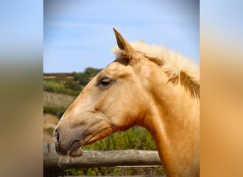 Lusitano, Stallion, 3 years, 16.2 hh, Palomino