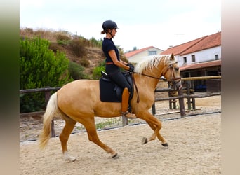 Lusitano, Stallion, 3 years, 16.2 hh, Palomino