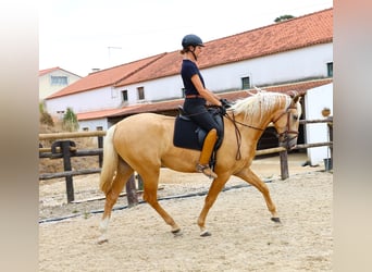 Lusitano, Stallion, 3 years, 16.2 hh, Palomino