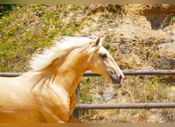 Lusitano, Stallion, 3 years, 16.2 hh, Palomino