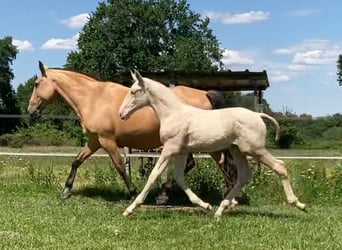 Lusitano, Stallion, 3 years, 16.3 hh, Cremello