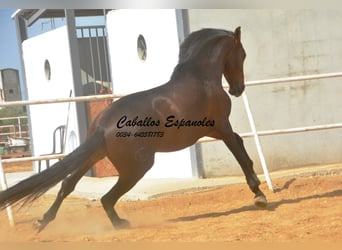 Lusitano, Stallion, 3 years, 16 hh, Bay-Dark