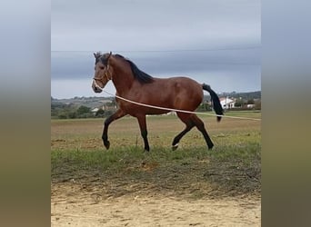 Lusitano, Stallion, 3 years, 16 hh, Brown