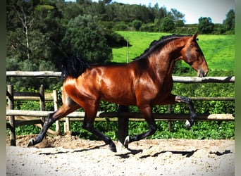 Lusitano, Stallion, 3 years, 16 hh, Brown