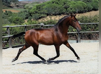 Lusitano, Stallion, 3 years, 16 hh, Brown