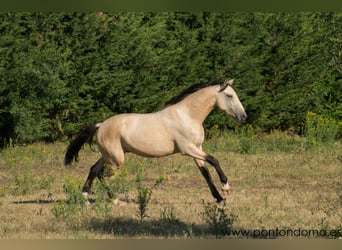 Lusitano, Stallion, 3 years, 16 hh, Buckskin