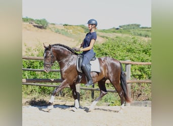 Lusitano, Stallion, 3 years, 16 hh, Buckskin
