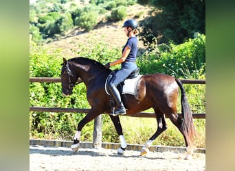 Lusitano, Stallion, 3 years, 16 hh, Buckskin