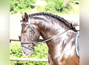 Lusitano, Stallion, 3 years, 16 hh, Buckskin