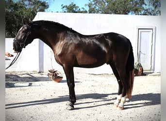 Lusitano, Stallion, 3 years, 16 hh, Buckskin