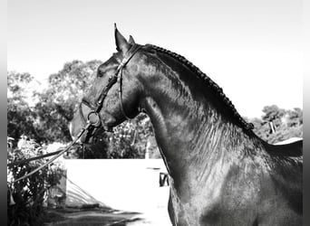 Lusitano, Stallion, 3 years, 16 hh, Buckskin