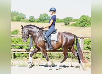 Lusitano, Stallion, 3 years, 16 hh, Buckskin