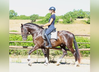 Lusitano, Stallion, 3 years, 16 hh, Buckskin