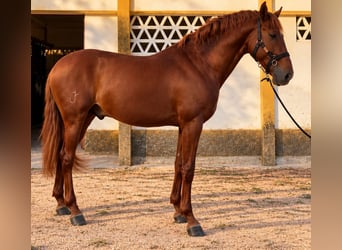 Lusitano, Stallion, 3 years, 16 hh, Chestnut-Red