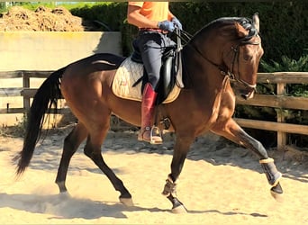 Lusitano, Stallion, 3 years, 16 hh, Chestnut-Red