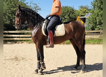 Lusitano, Stallion, 3 years, 16 hh, Chestnut-Red