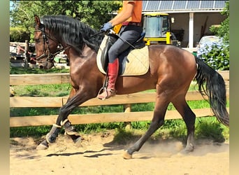 Lusitano, Stallion, 3 years, 16 hh, Chestnut-Red