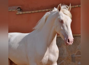 Lusitano Mix, Stallion, 3 years, 16 hh, Cremello