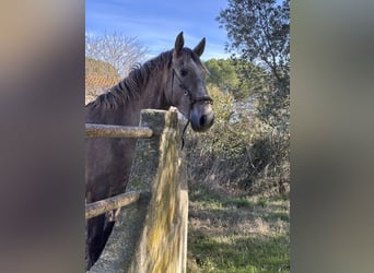 Lusitano, Stallion, 3 years, 16 hh, Grey