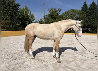 Lusitano, Stallion, 3 years, 16 hh, Grey