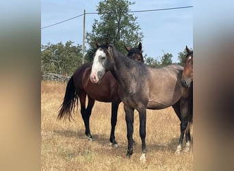 Lusitano, Stallion, 3 years, 16 hh, Grey