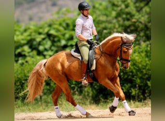 Lusitano, Stallion, 3 years, 16 hh, Palomino