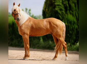 Lusitano, Stallion, 3 years, 16 hh, Palomino