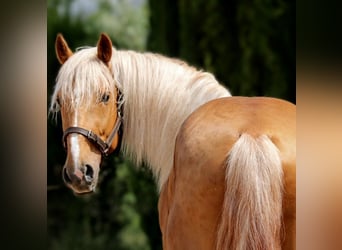 Lusitano, Stallion, 3 years, 16 hh, Palomino